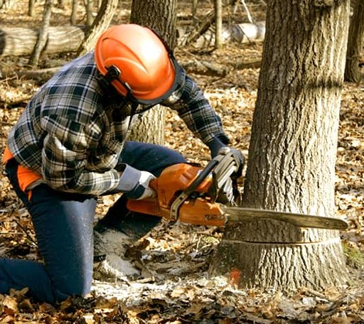 Tree Removal in Saxtons River, VT
